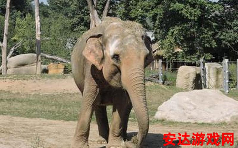 大象园elephant grounds：大象园elephant grounds是什么？