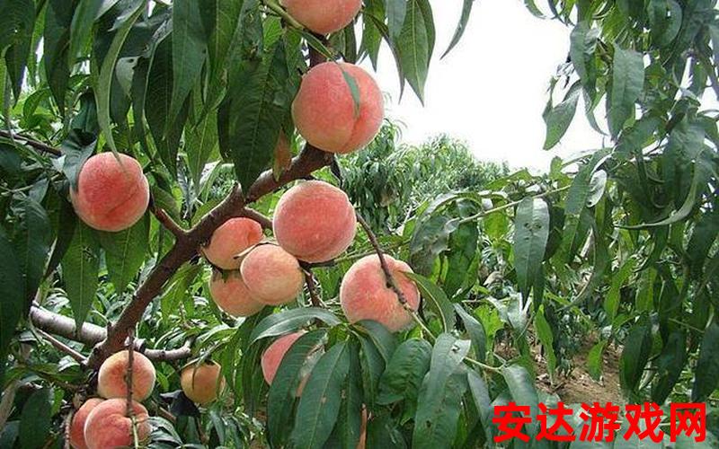 水密桃适合哪里生长：水密桃适合生长的地方是哪里？