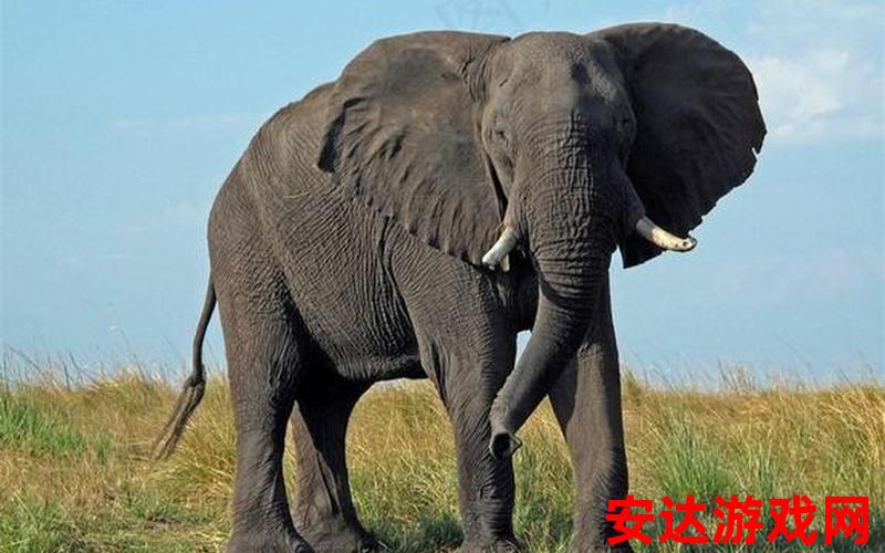 大象设置：大象设置：如何为大象提供合适的环境？