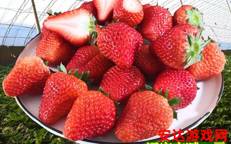 九九草莓的品种介绍：九九草莓有哪些品种呢？