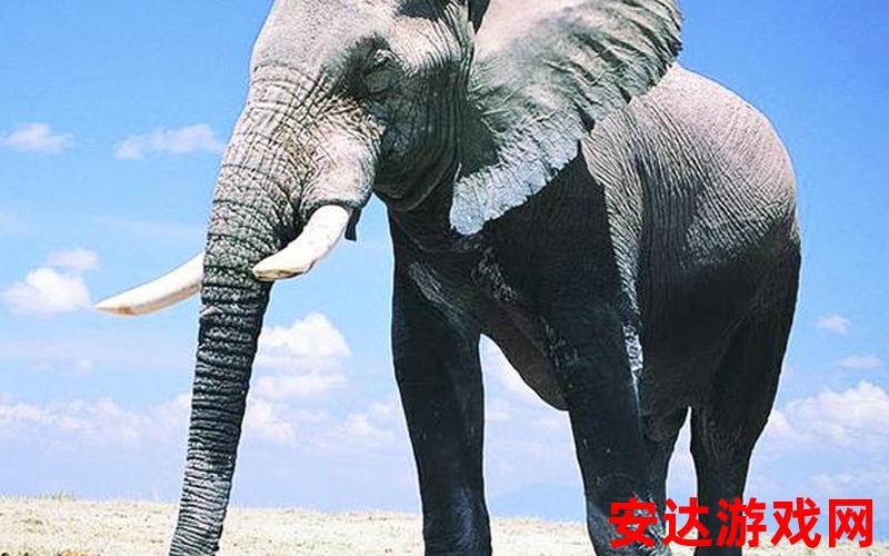 大象百度一下：大象百度一下，它的智商有多高？