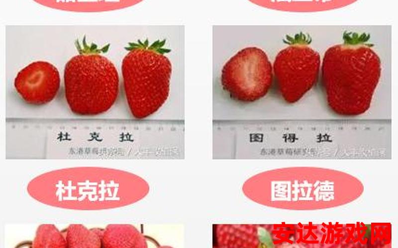 草莓和菠萝蜜哪个好：草莓与菠萝蜜，你更喜欢哪个？