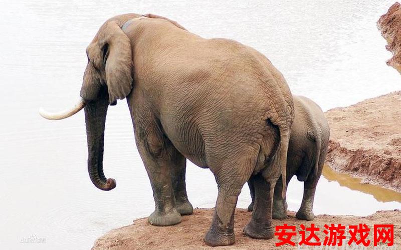 大象国旅百度百科：大象国旅百度百科是什么？