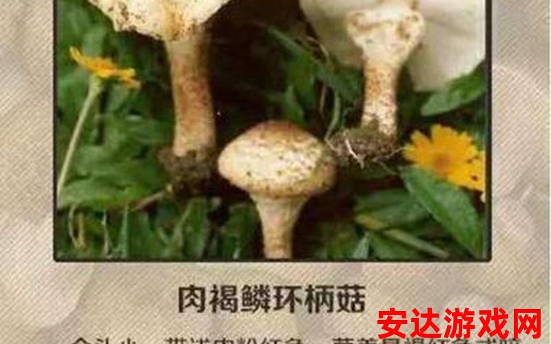 麻花豆蘑菇：麻花豆蘑菇：如何品尝出它的独特魅力？