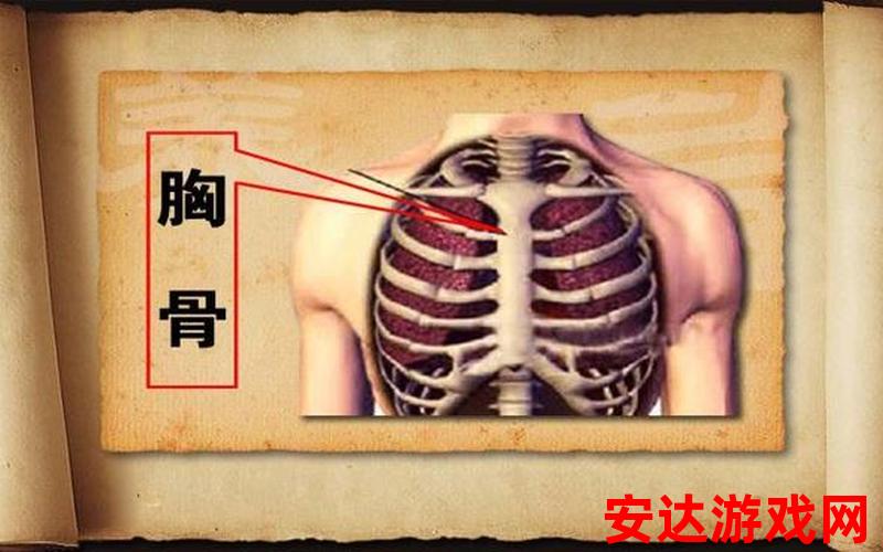 胸前两个突出的骨头叫什么：胸前两个突出的骨头叫什么？