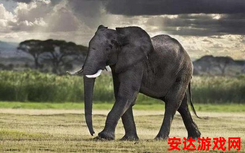 大象到达：大象到达，是怎样的壮观景象？