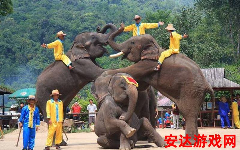 泰国大象园：泰国大象园是如何吸引游客的？