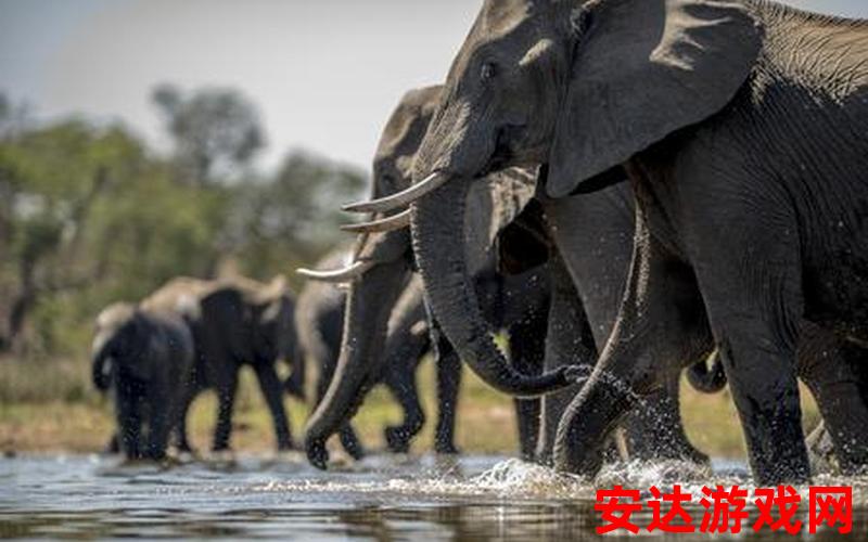 大象群回家了吗：大象群已经回家了吗？