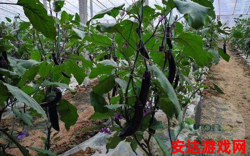 茄子种子生产技术：如何提高茄子种子的生产技术水平？