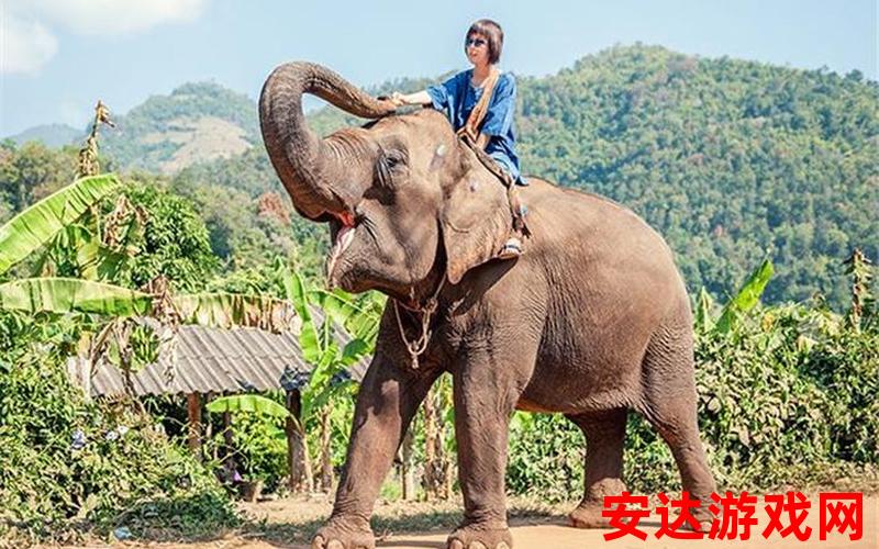 曼谷大象园：曼谷大象园：如何体验亲近大象的奇妙之旅？