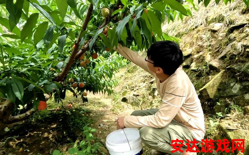 水蜜桃种植地：水蜜桃种植地如何培育？