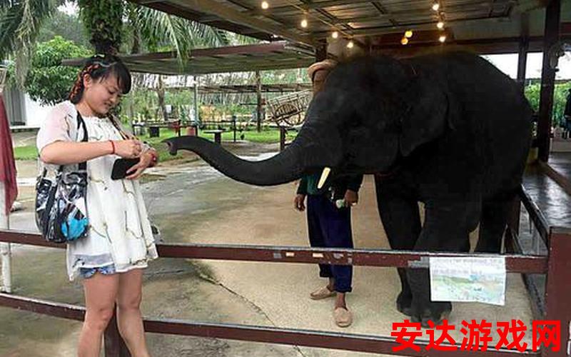 大象公园：大象公园是如何吸引游客的？
