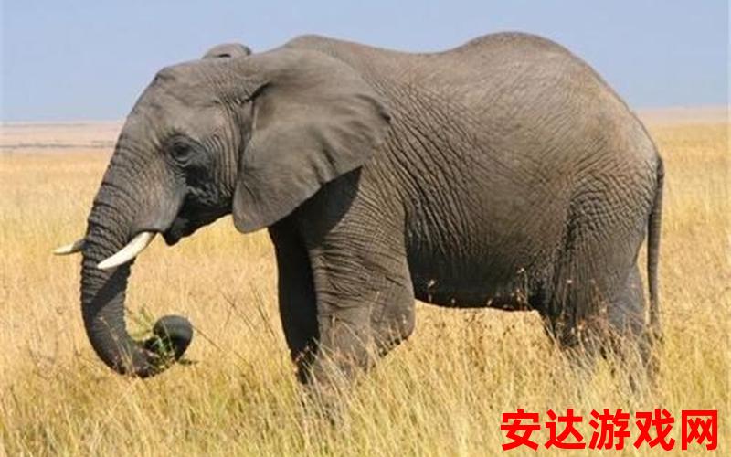 大象国际1001：大象国际1001：世界上最大的动物是什么？