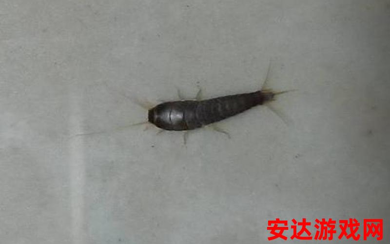 黑黑长长的虫子是什么虫：黑黑长长的虫子是什么虫？
