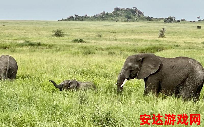 大象 mv：大象MV：是谁在大草原上翩翩起舞？