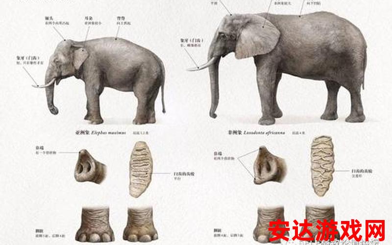 大象DXF：大象DXF是什么？