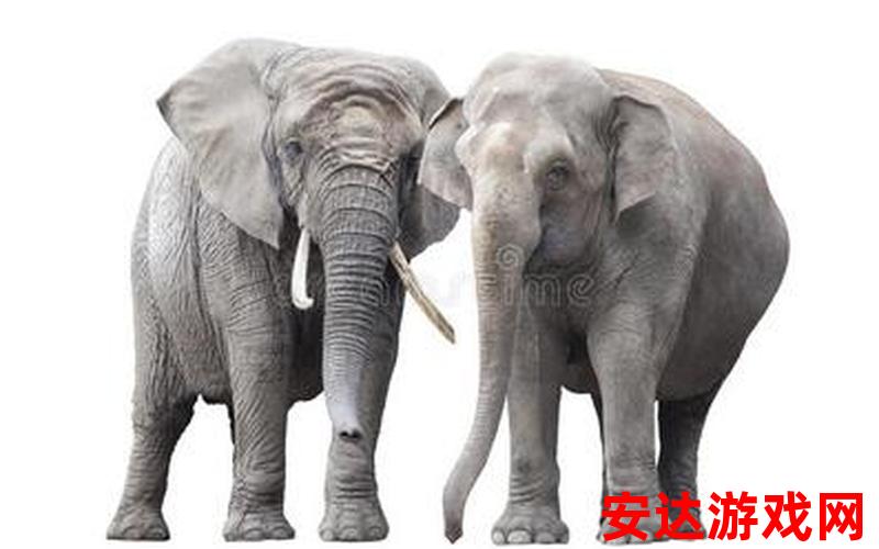 大象p11：大象p11是什么？