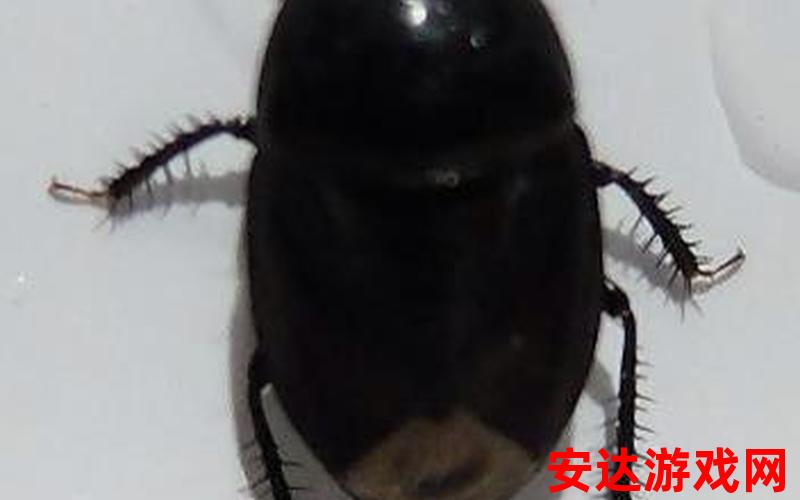 黑黑长长的是什么虫：黑黑长长的是什么虫？