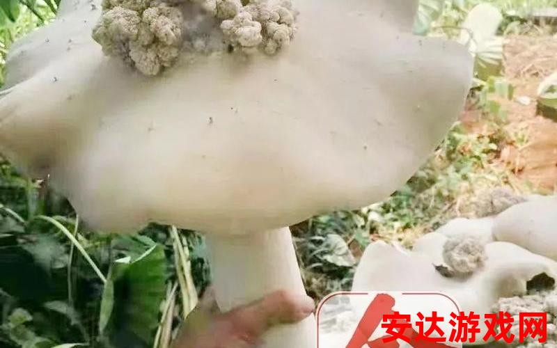巨大蘑菇图片：这是什么巨大的蘑菇？