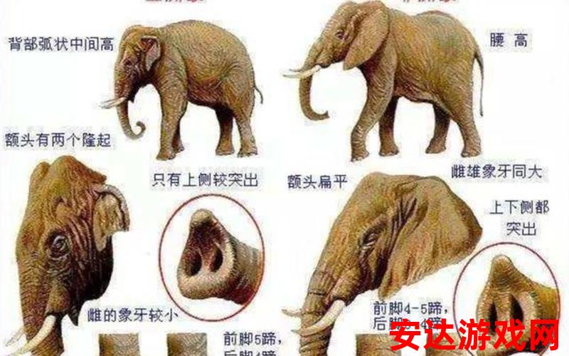 大象系列：大象系列：为什么大象拥有如此强大的记忆力？