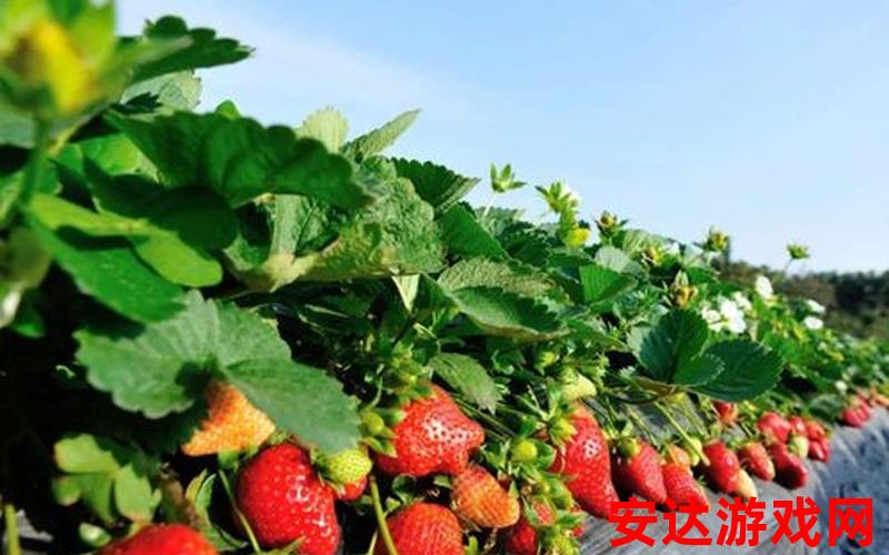 九九草莓采摘园图片：九九草莓采摘园图片：你见过如此美丽的草莓园吗？