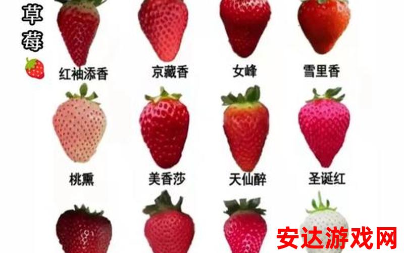 九九草莓和普通草莓的区别：九九草莓与普通草莓有何不同？
