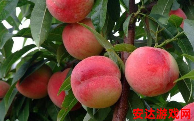 水蜜桃是哪个季节的水果：水蜜桃是哪个季节的水果？