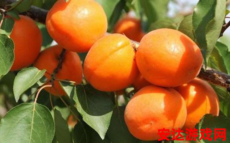 杏色的水果有哪些：杏色的水果都有哪些呢？