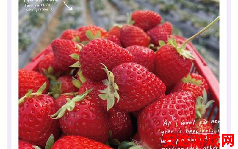 蜜丝婷大草莓和小草莓对比：蜜丝婷大草莓与小草莓有何不同？