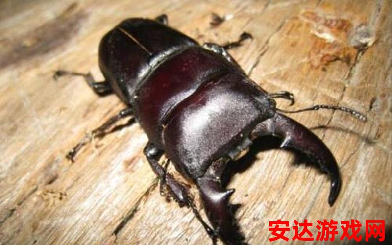 又黑又粗的虫子：为什么又黑又粗的虫子如此引人注目？