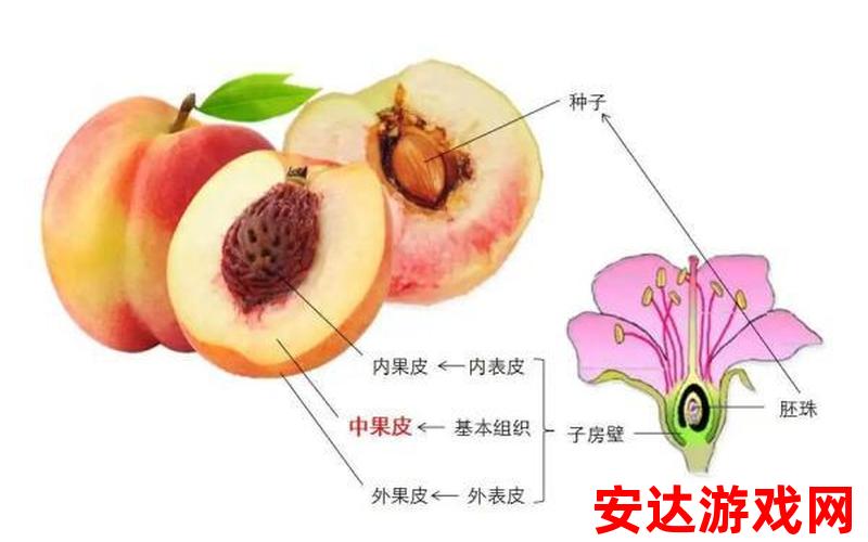 美丽的水蜜桃有几部分组成：水蜜桃的构成有几部分？