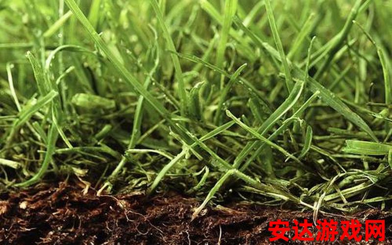 小草长出地面：小草何时能够长出地面？