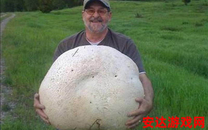 巨大蘑菇能吃吗：巨大蘑菇能否食用