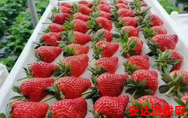 九九草莓长什么样：九九草莓是什么样的？