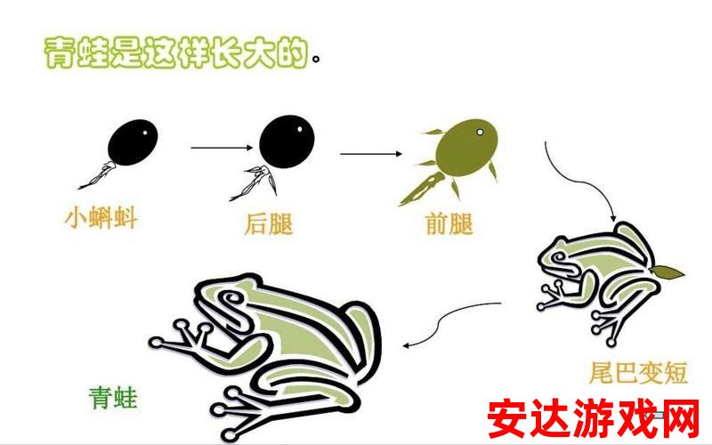 小蝌蚪!：小蝌蚪是如何变成青蛙的？