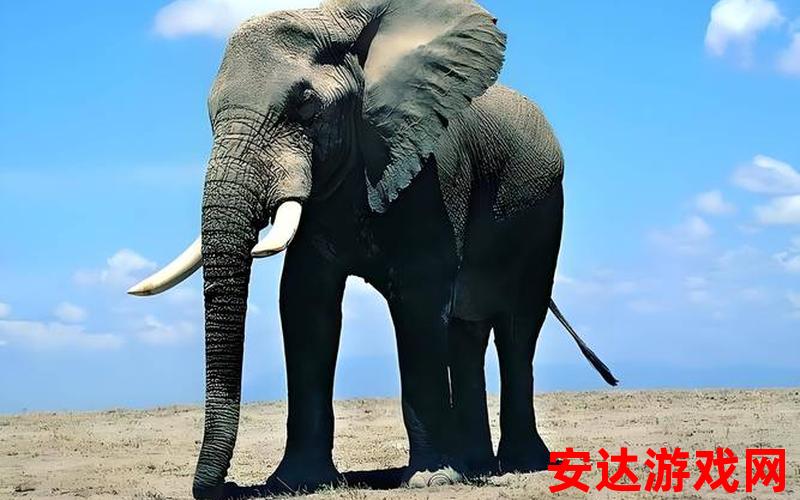 大象官网下载：大象官网下载是怎样的？