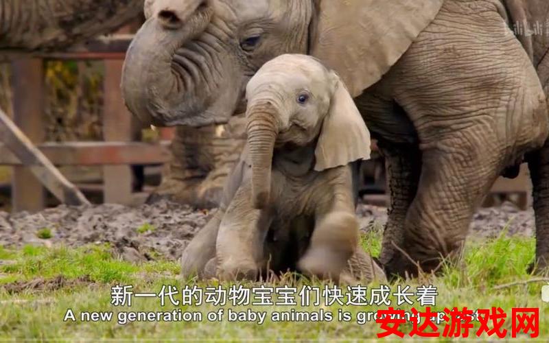 大象echo纪录片：大象echo纪录片：大象的生活秘密是什么？