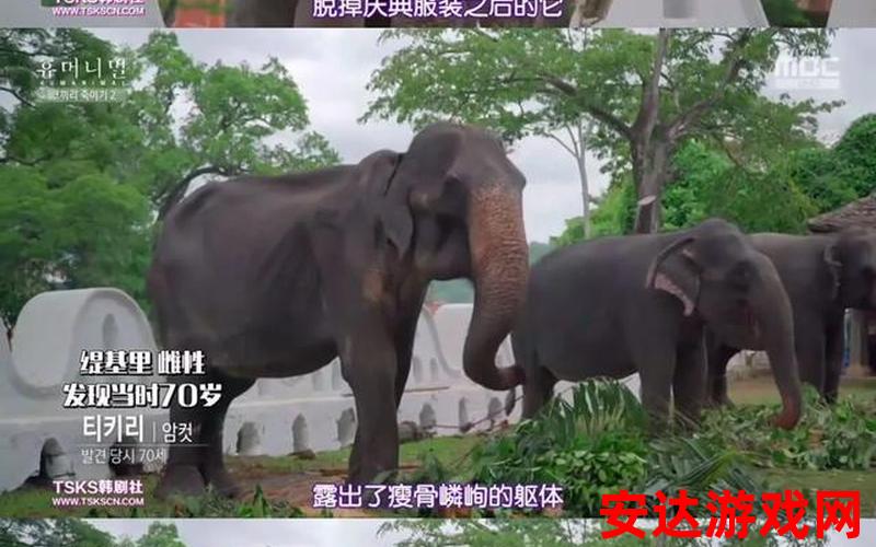 大象连续剧：大象连续剧：为何它令人如此着迷？