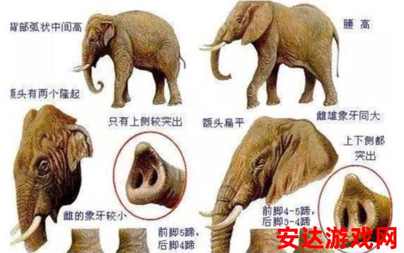 大象最新动向：大象的最新动向是什么