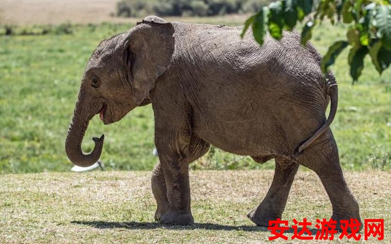 大象dxfffg：大象dxfffg是什么样的动物？