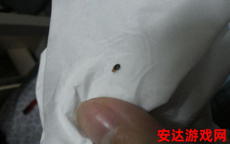 黑黑短短细细的是什么虫：黑黑短短细细的是什么虫？