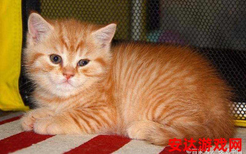 中国小黄猫：中国小黄猫是什么品种？