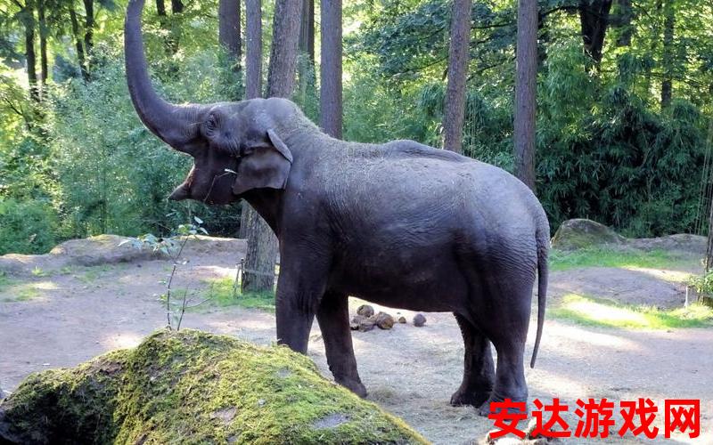 大象goa百度百科：大象goa百度百科是什么？