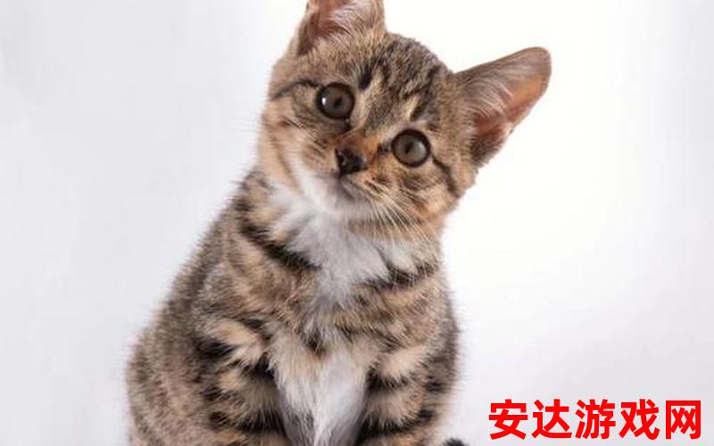 小花猫猫：小花猫猫是什么品种的猫？