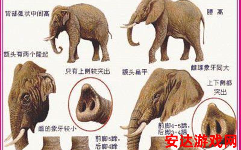 象鼩 大象：大象与象鼩有什么区别？