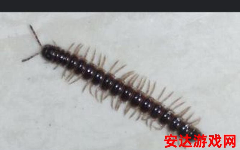 黑黑的长长的虫子是什么虫：黑黑的长长的虫子是什么虫？