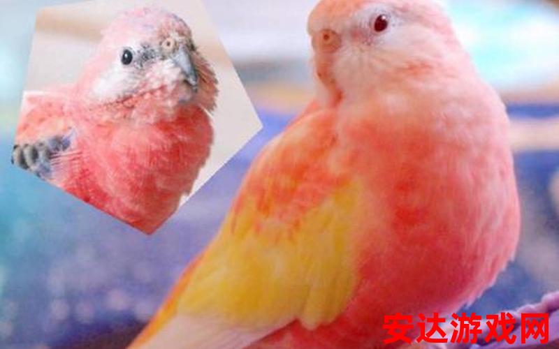 水蜜桃色鹦鹉是什么品种：水蜜桃色鹦鹉是什么品种？