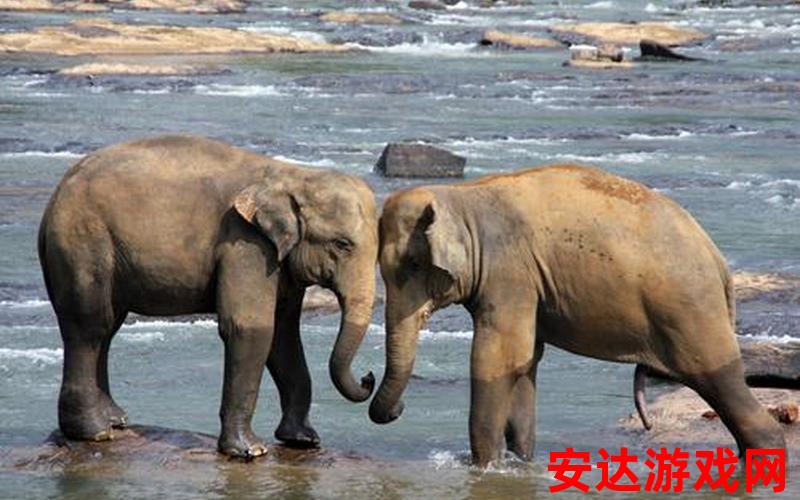 大象 15：大象为什么体重如此庞大？