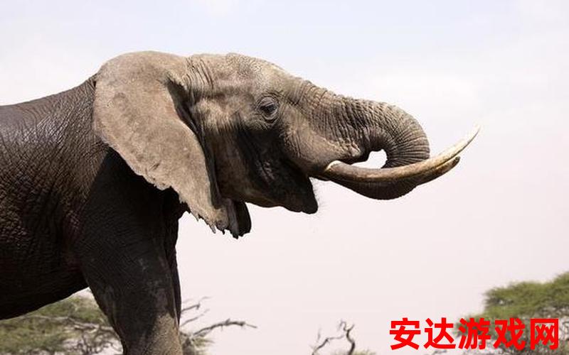 大象实拍：大象实拍：它们的智商究竟有多高？