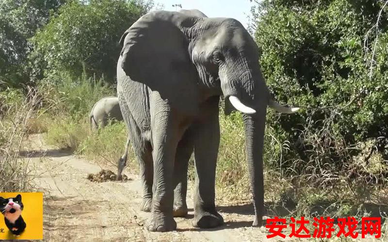 大象视频：大象视频是如何吸引人的？